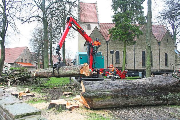 14 Bäume werden an der Eggeroder Kirche gefällt